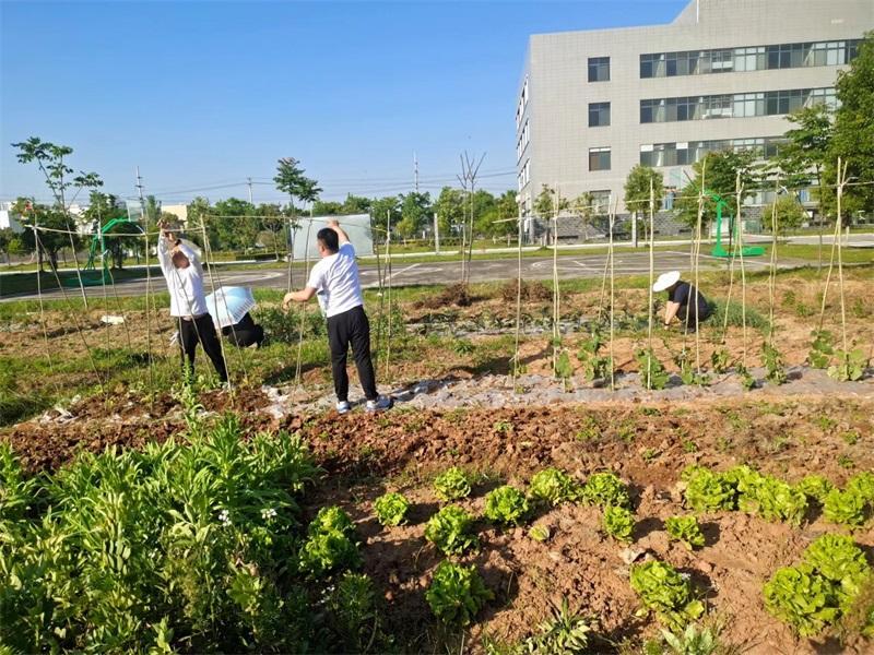 Employee vegetable garden